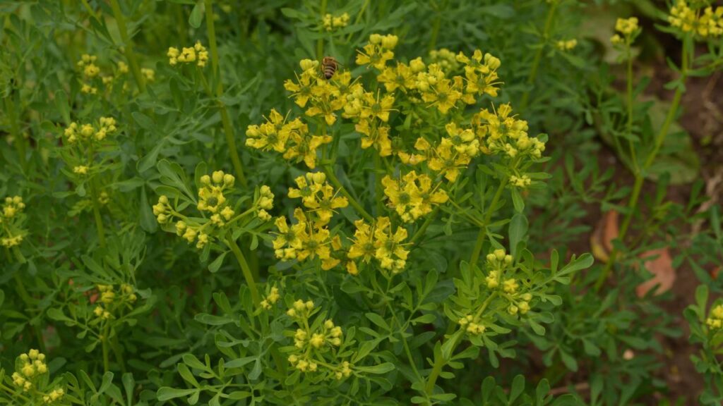 Como plantar arruda e criar uma proteção natural contra insetos e energias pesadas no quintal