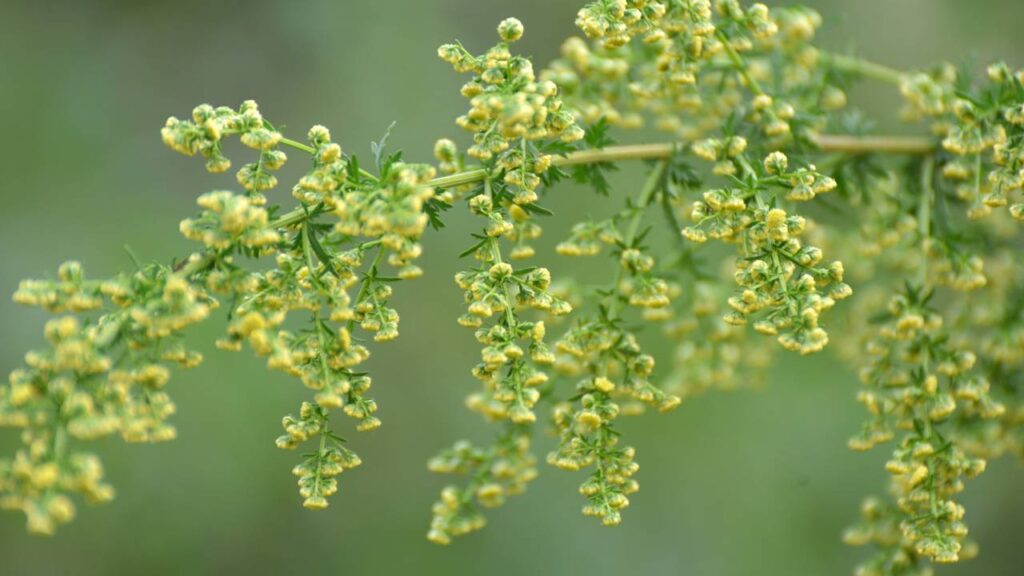 A erva de santa maria que solta um aroma capaz de afastar visitantes indesejados