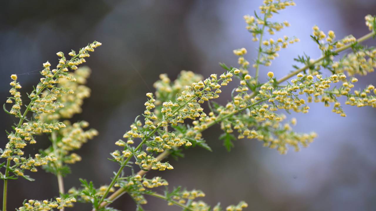 A erva de santa maria que solta um aroma capaz de afastar visitantes indesejados