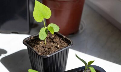 Fruta exótica que frutifica em menos de 3 meses e ama o calor do Brasil