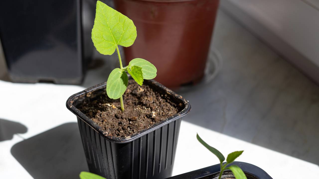 Fruta exótica que frutifica em menos de 3 meses e ama o calor do Brasil