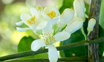Laranja com poucas flores? Veja o que o solo precisa receber