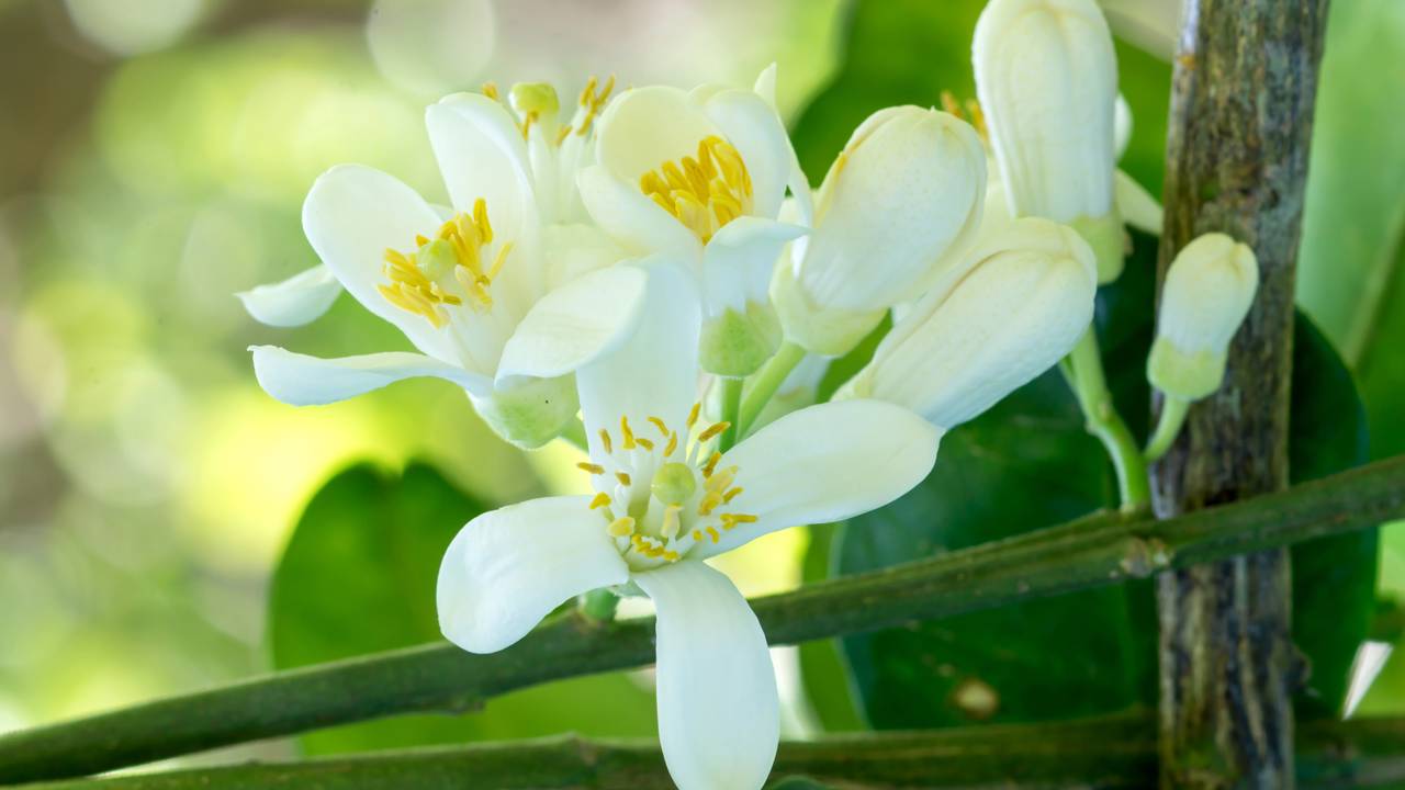 Laranja com poucas flores? Veja o que o solo precisa receber