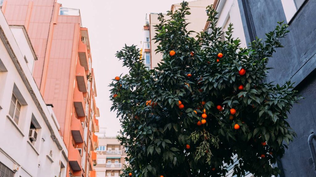 Laranja com poucas flores? Veja o que o solo precisa receber