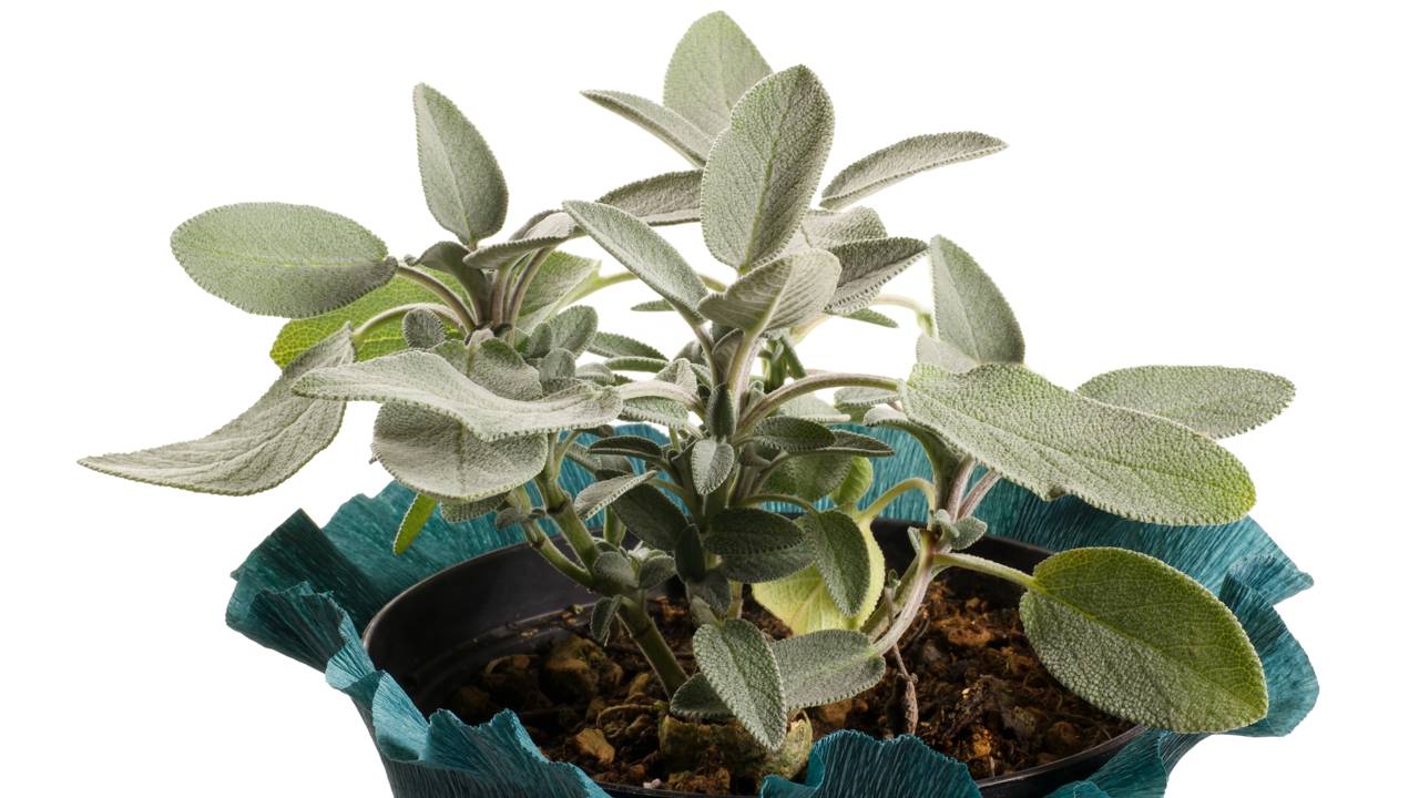 Planta que representa proteção espiritual e limpeza energética