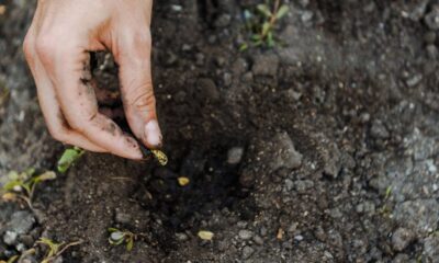 Uma fruta forte e saborosa que cresce bem mesmo em solo pobre