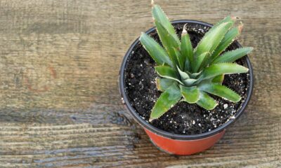 Como plantar abacaxi em vaso e fazer brotar com facilidade