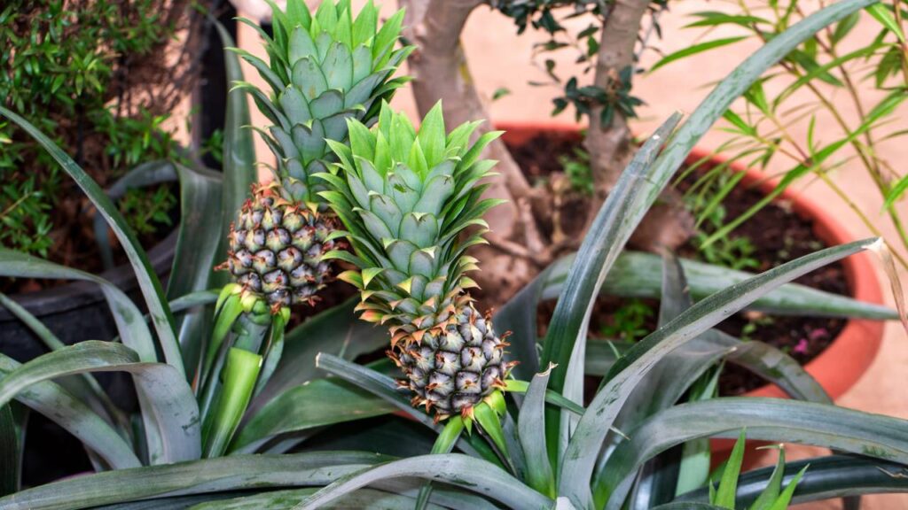 Como plantar abacaxi em vaso e fazer brotar com facilidade