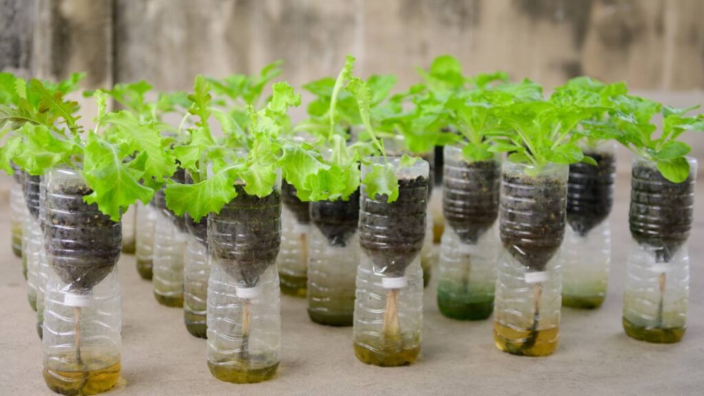 Meu vizinho me ensinou a plantar alface em garrafa PET e deu super certo