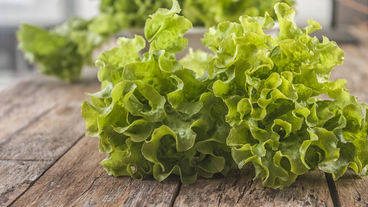 Como plantar alface usando apenas água e luz natural
