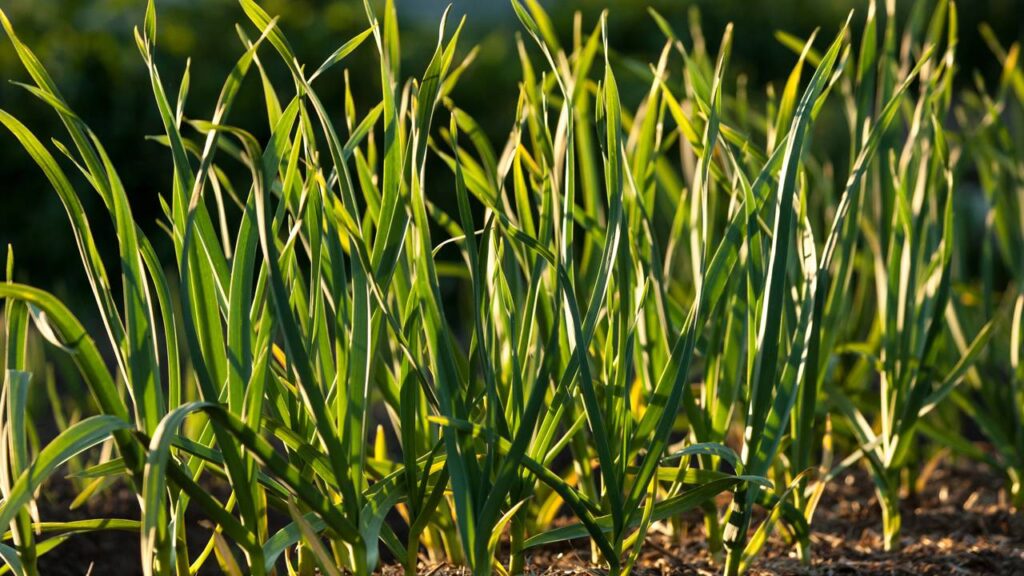 Como o alho ajuda a proteger o jardim contra fungos e pragas