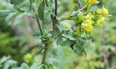 O poder simbólico da arruda e por que ainda é usada em rituais