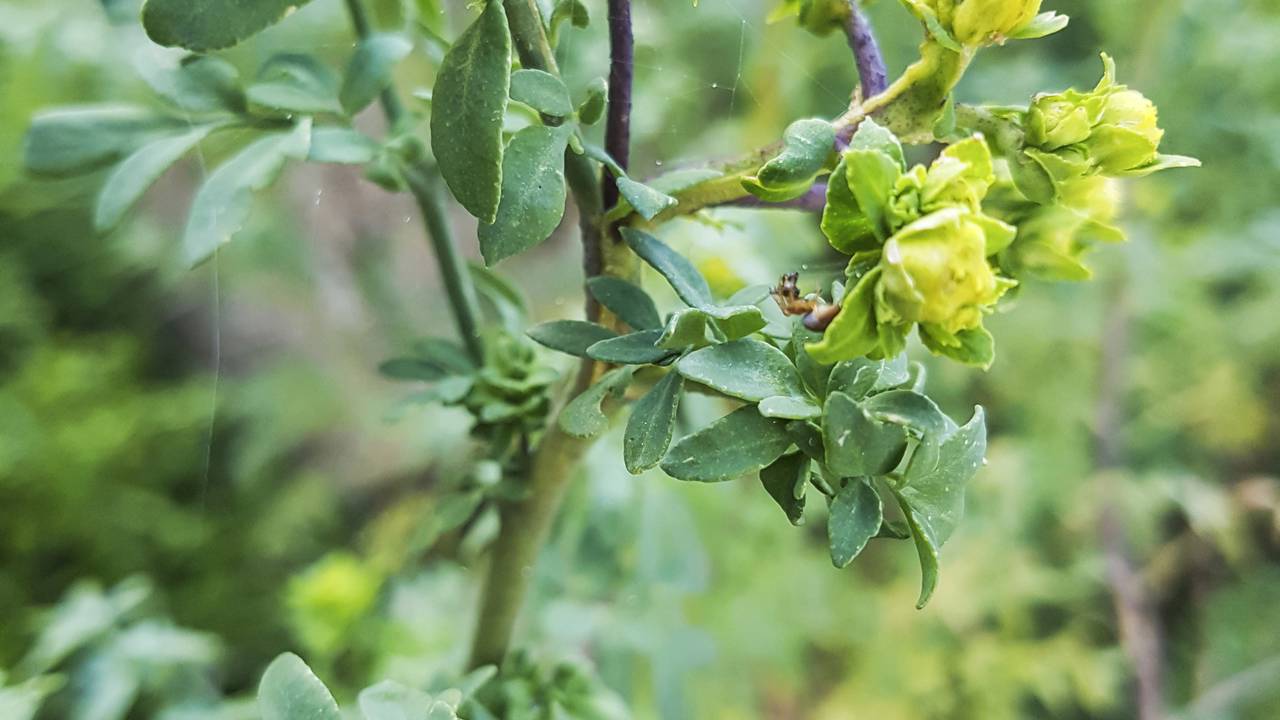 O poder simbólico da arruda e por que ainda é usada em rituais