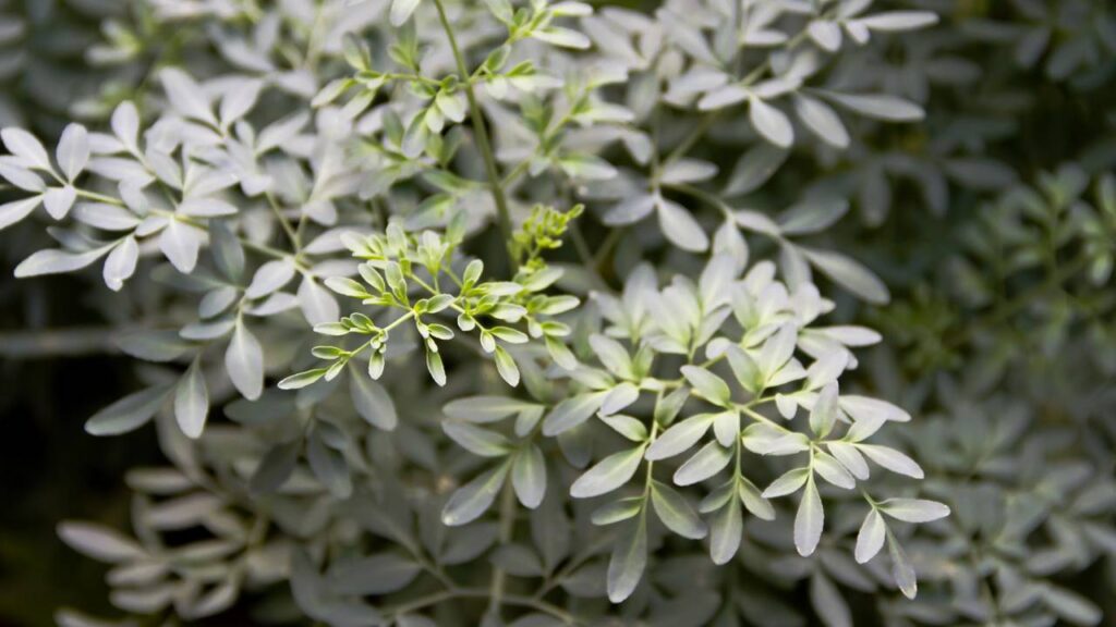 O poder simbólico da arruda e por que ainda é usada em rituais