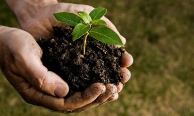 Plantei achando que não ia dar em nada, e hoje tenho uma árvore gigante