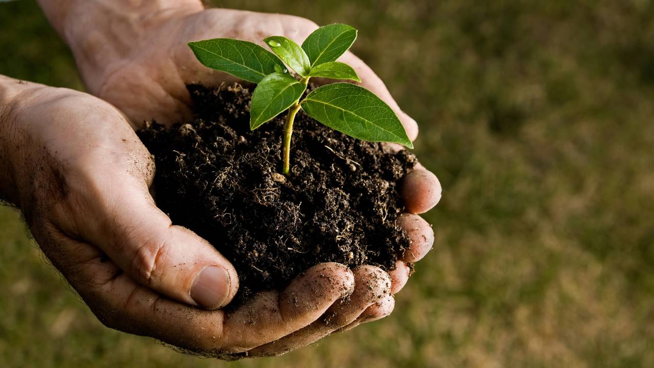 Plantei achando que não ia dar em nada, e hoje tenho uma árvore gigante