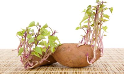 Quanto custa plantar batata e colher várias vezes no mesmo vaso