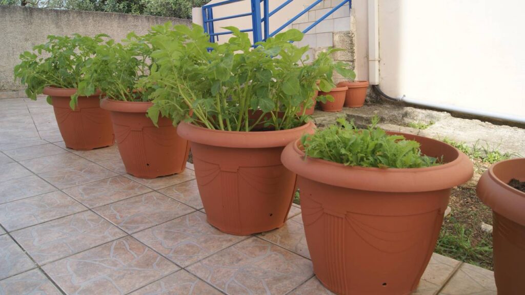 Quanto custa plantar batata e colher várias vezes no mesmo vaso