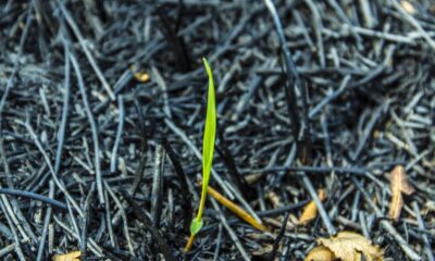 O que acontece com o solo depois de uma queimada natural