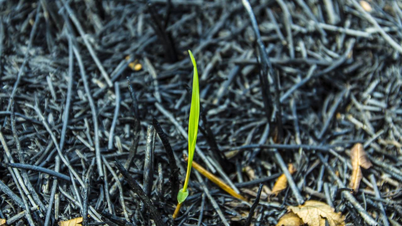 O que acontece com o solo depois de uma queimada natural