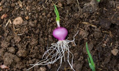 Como plantar cebola em casa e fazer ela brotar rápido