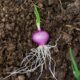 Como plantar cebola em casa e fazer ela brotar rápido