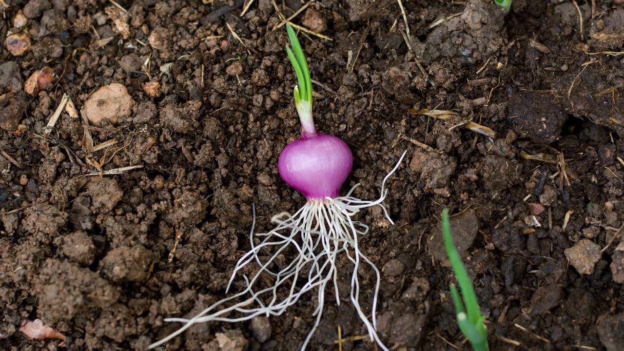 Como plantar cebola em casa e fazer ela brotar rápido