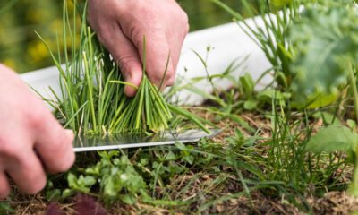 Como plantar cebolinha e nunca mais precisar comprar no mercado
