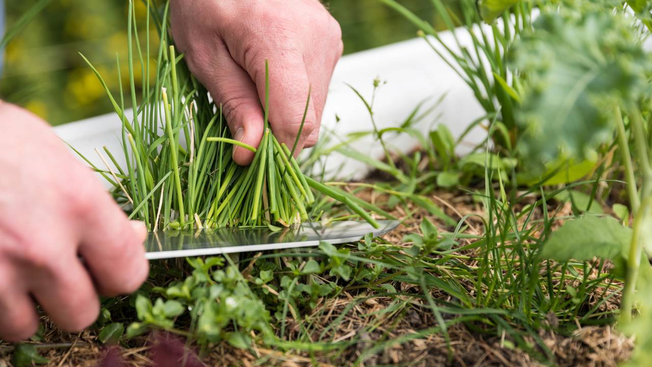 Como plantar cebolinha e nunca mais precisar comprar no mercado