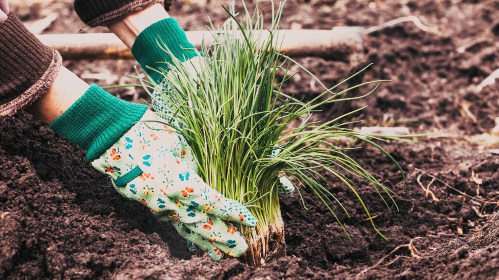 Como plantar cebolinha e nunca mais precisar comprar no mercado