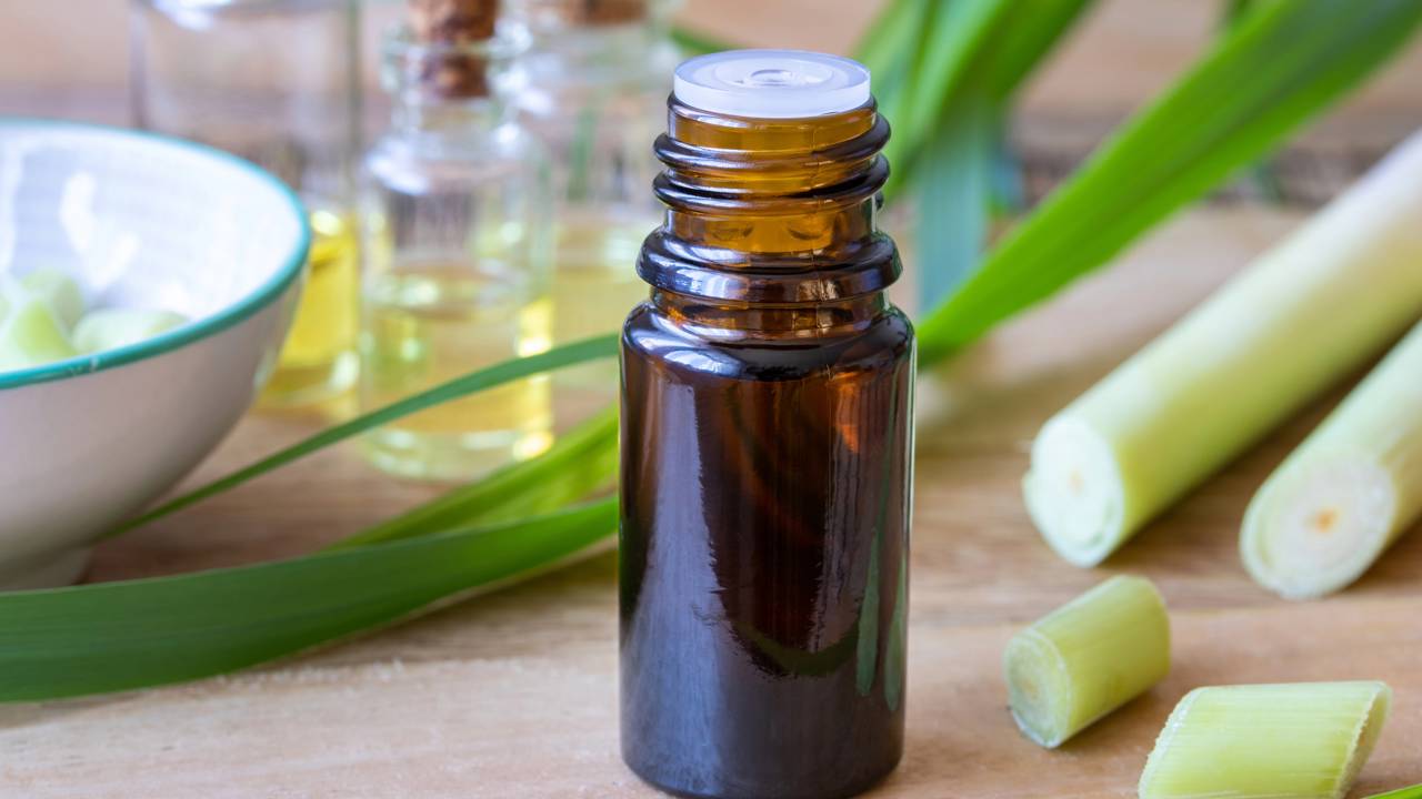 O poder da citronela no combate a pernilongos e mosquitos do verão