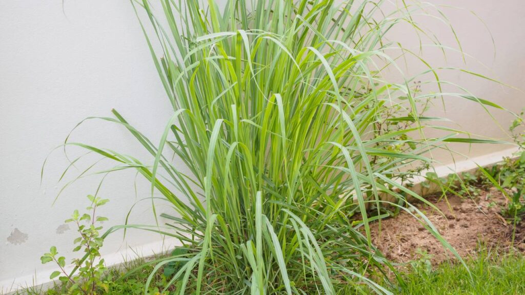 O poder da citronela no combate a pernilongos e mosquitos do verão