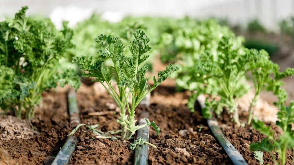 Como plantar couve a partir do talo e multiplicar sem sementes