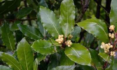 Uma planta que repele baratas e pode mudar o clima do seu lar