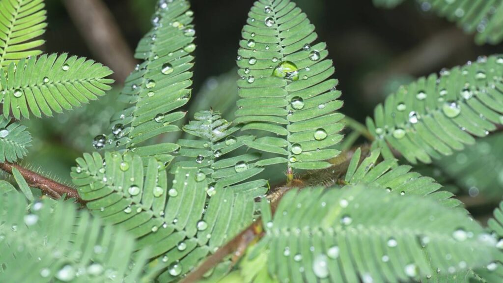 Uma planta que se fecha sozinha quando sente chuva intrigou muita gente