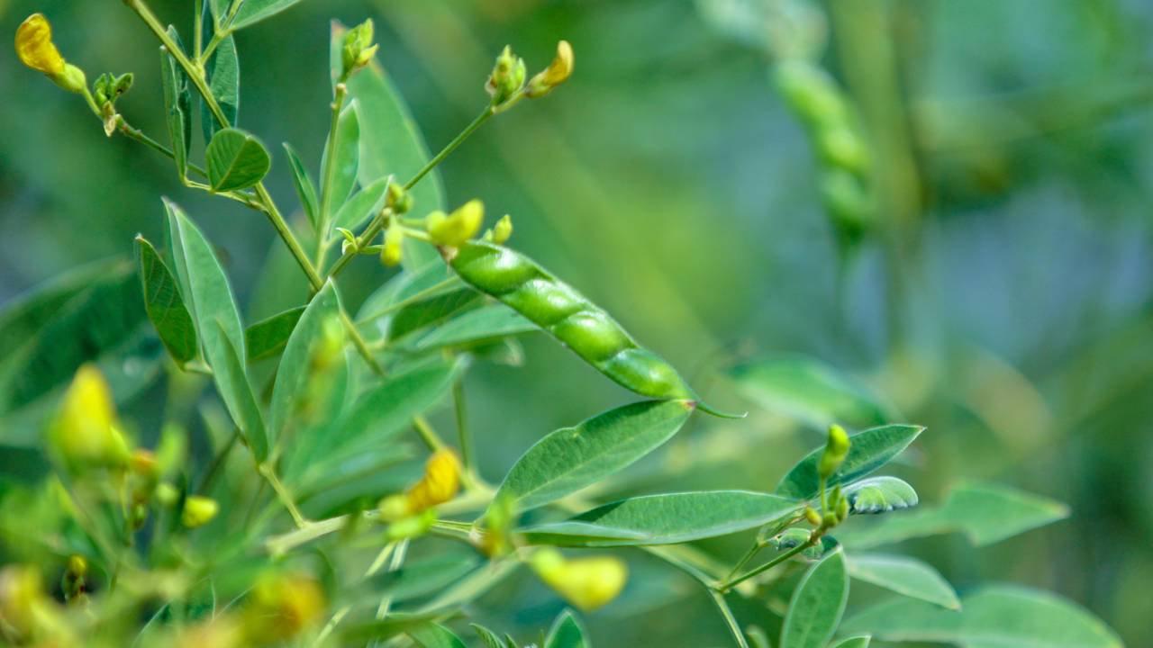 Como plantar feijão-guandu e melhorar o solo naturalmente