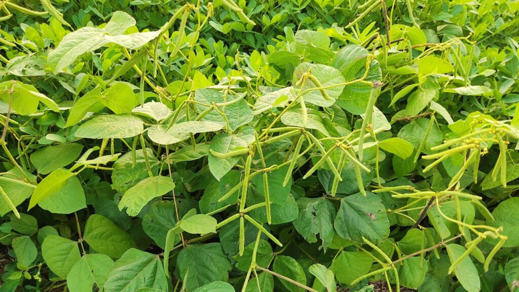 Planta que frutifica rápido e melhora o solo naturalmente