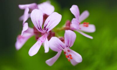 Essa planta nativa encanta, perfuma e ainda espanta insetos e ainda atrai borboletas
