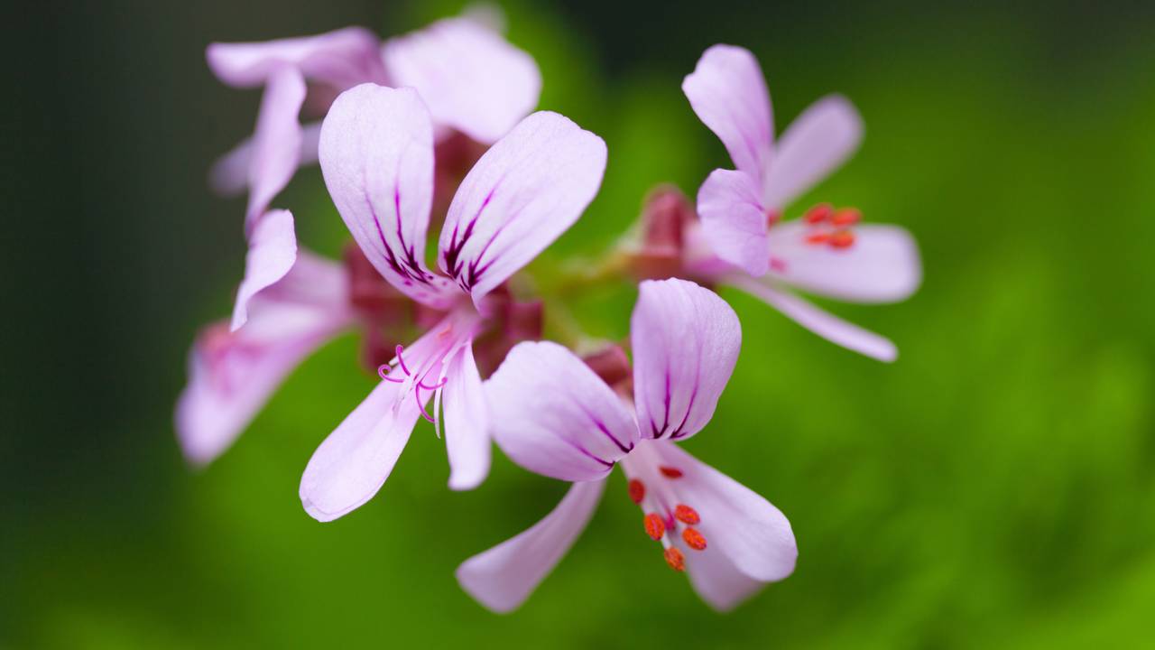 Essa planta nativa encanta, perfuma e ainda espanta insetos e ainda atrai borboletas