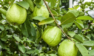Aqui em casa a goiaba só começou a produzir depois de usar esse adubo natural