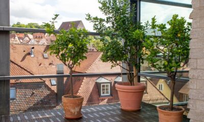 Meu limoeiro não dava frutos até que aprendi o segredo da poda