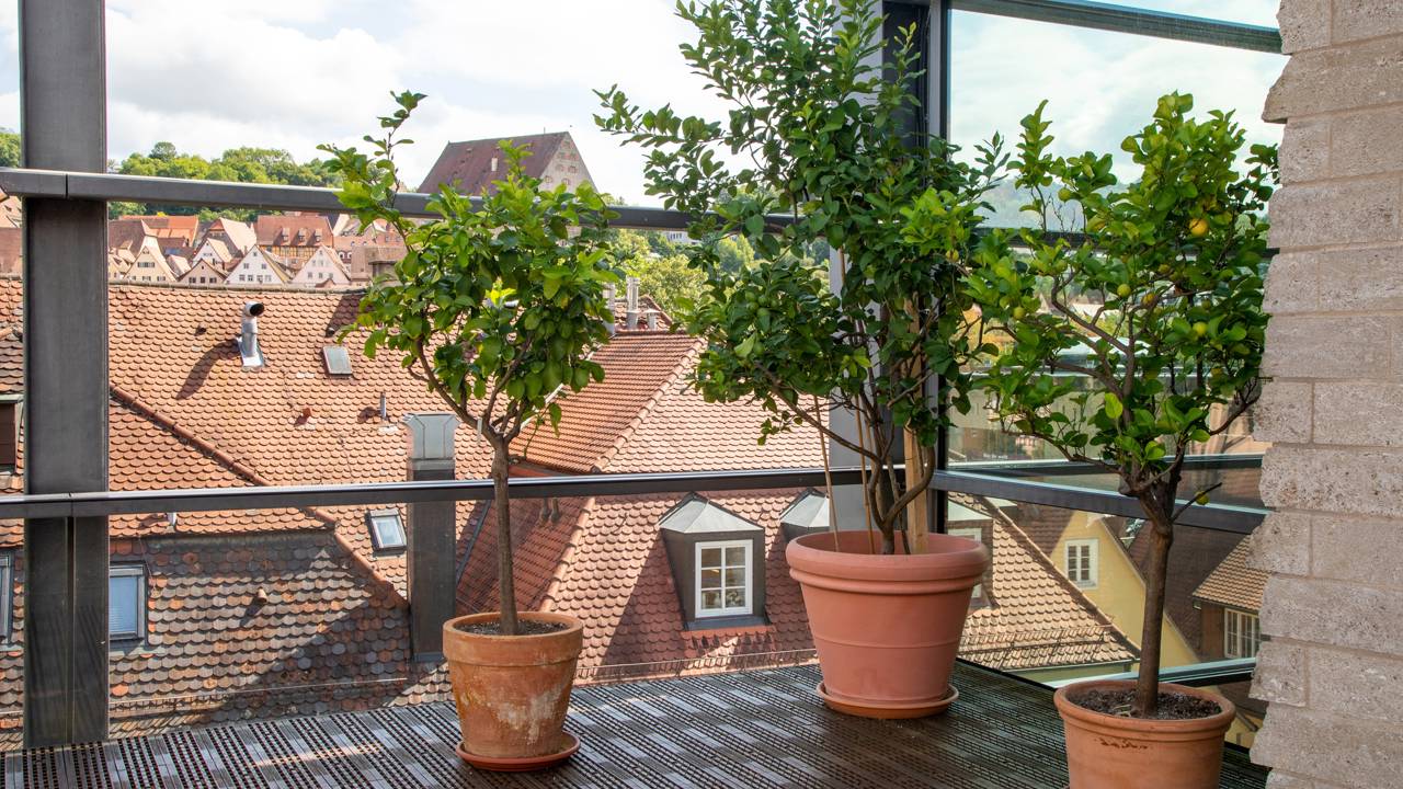 Meu limoeiro não dava frutos até que aprendi o segredo da poda