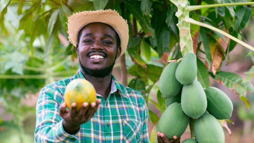Como plantar mamão e acelerar o tempo de frutificação