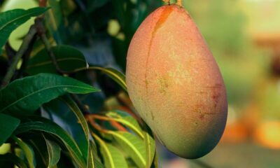 Quanto custa plantar manga e quanto tempo demora para dar frutos em casa