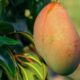 Quanto custa plantar manga e quanto tempo demora para dar frutos em casa