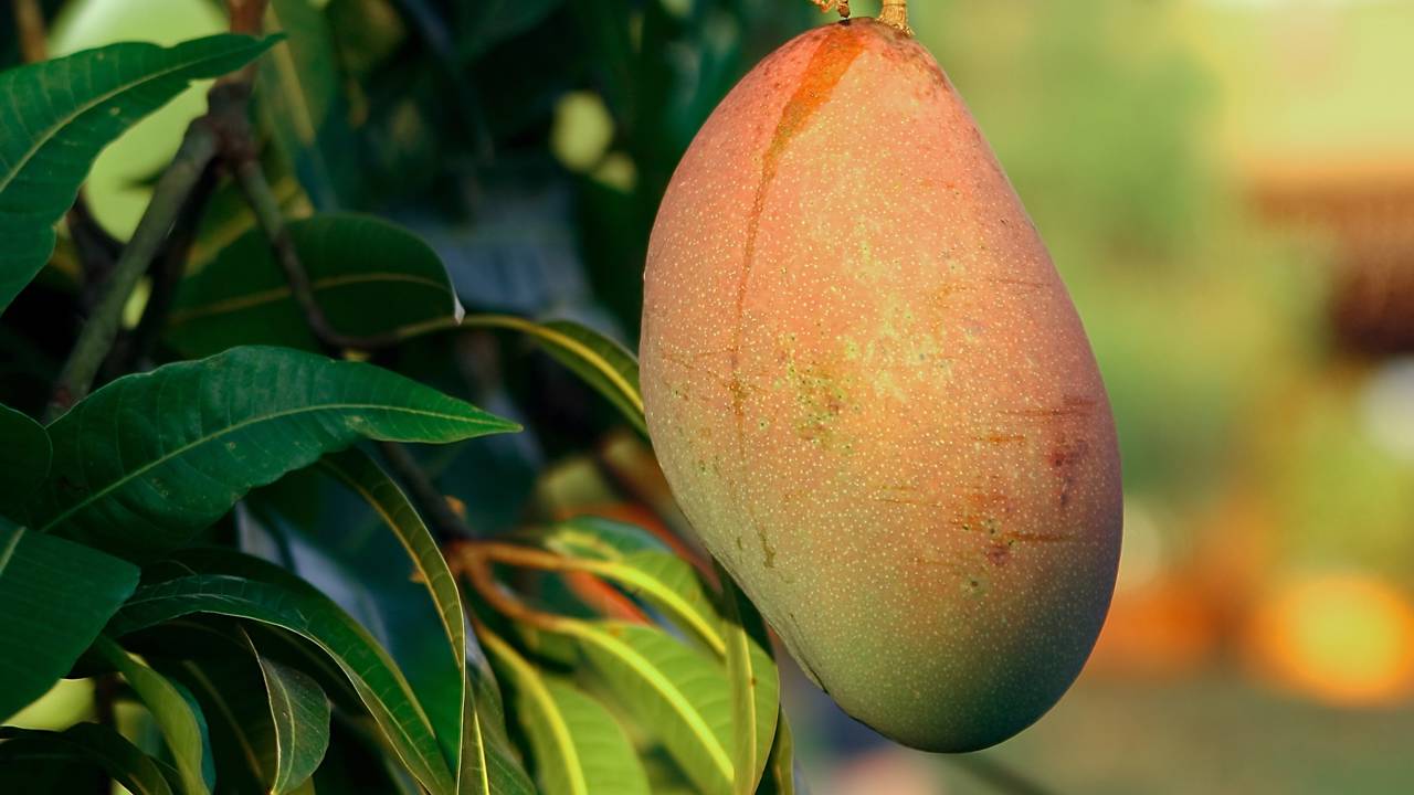 Quanto custa plantar manga e quanto tempo demora para dar frutos em casa