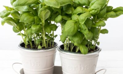 Coloquei um vasinho de manjericão e as moscas sumiram da cozinha