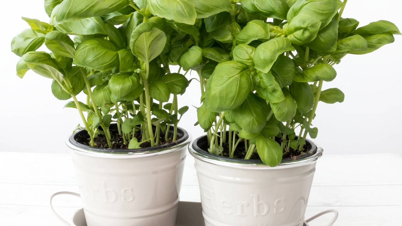 Coloquei um vasinho de manjericão e as moscas sumiram da cozinha
