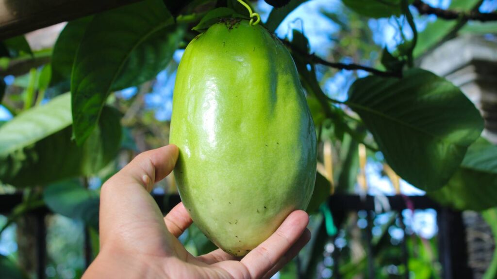 Como plantar maracujá por sementes e fazer florescer rápido