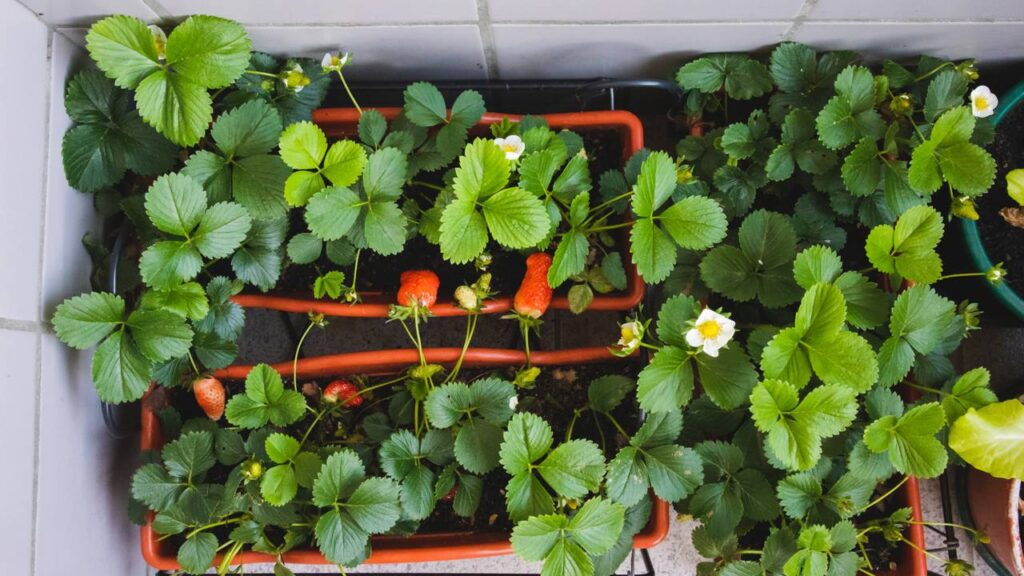 Morango docinho e vermelho crescendo no seu cantinho favorito